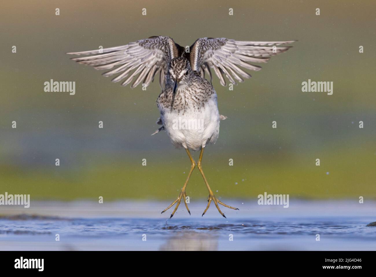 Wood Sandpiper (Tringa glareola), front view of an adult in flight, Campania, Italy Stock Photo