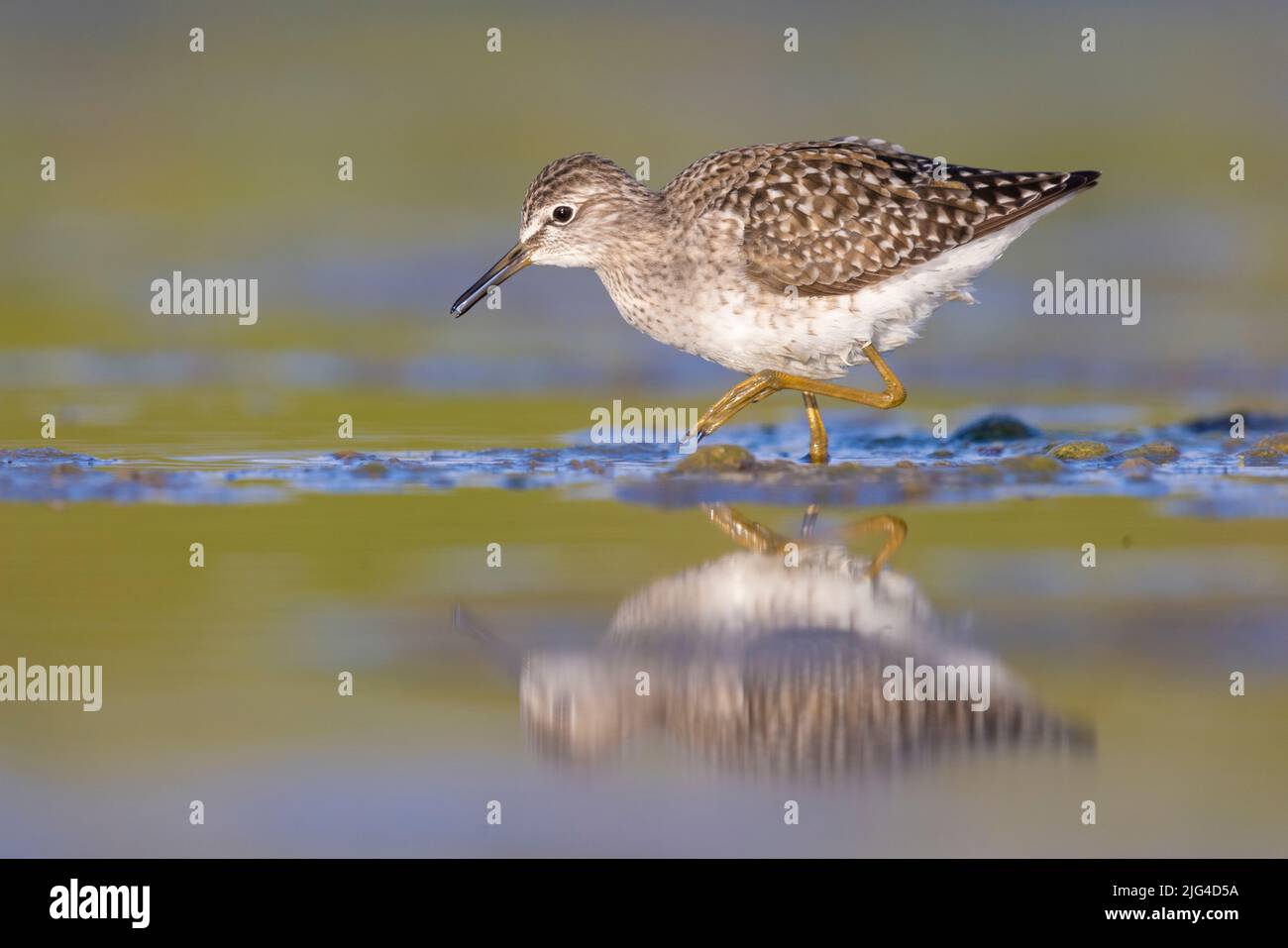 Wood Sandpiper (Tringa glareola), side view of an adult walking in the water, Campania, Italy Stock Photo