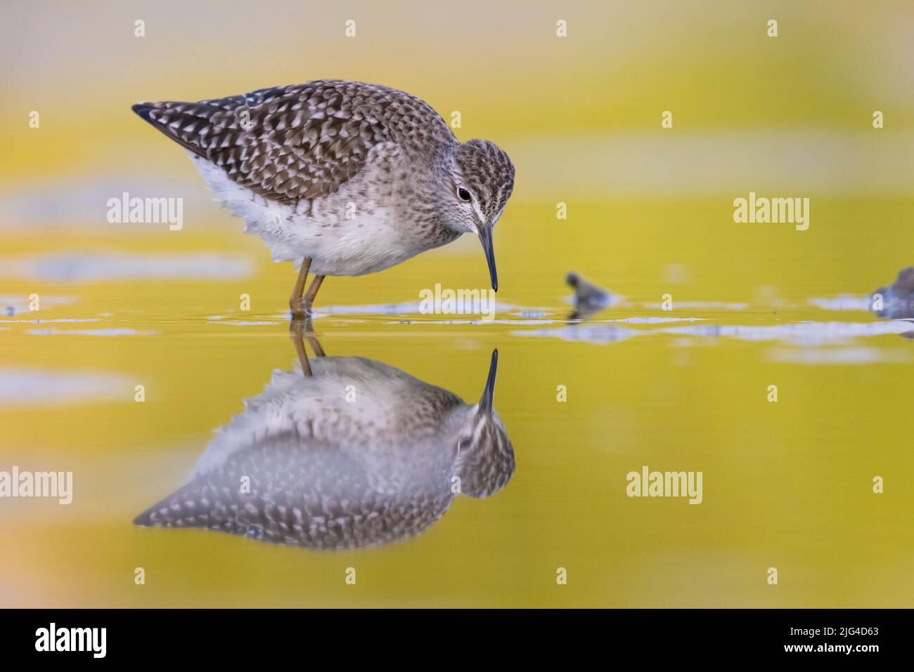 Wood Sandpiper (Tringa glareola), side view of an adult standing in the water, Campania, Italy Stock Photo