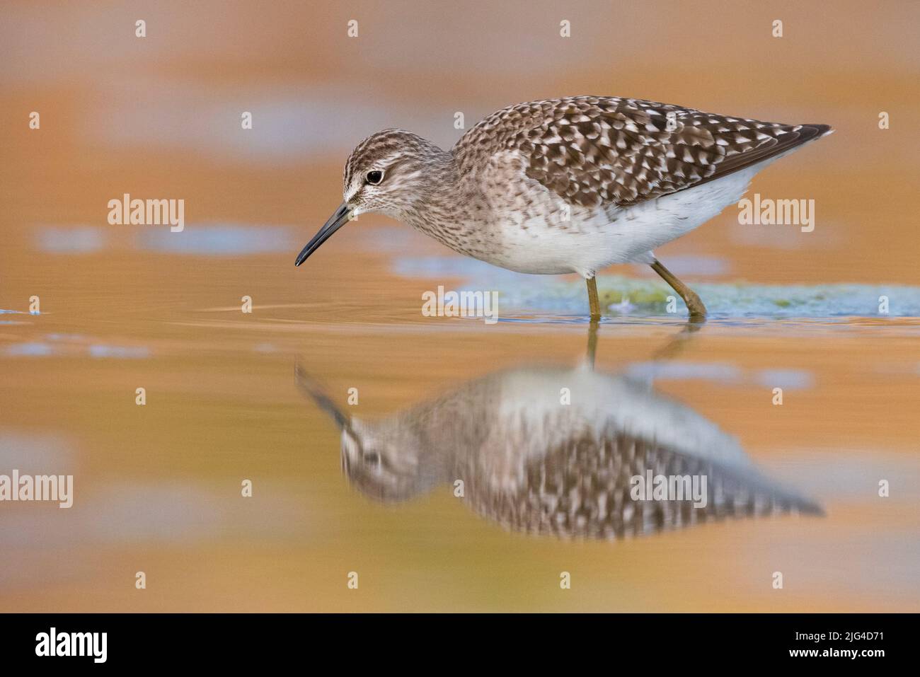 Wood Sandpiper (Tringa glareola), side view of an adult standing in the water, Campania, Italy Stock Photo
