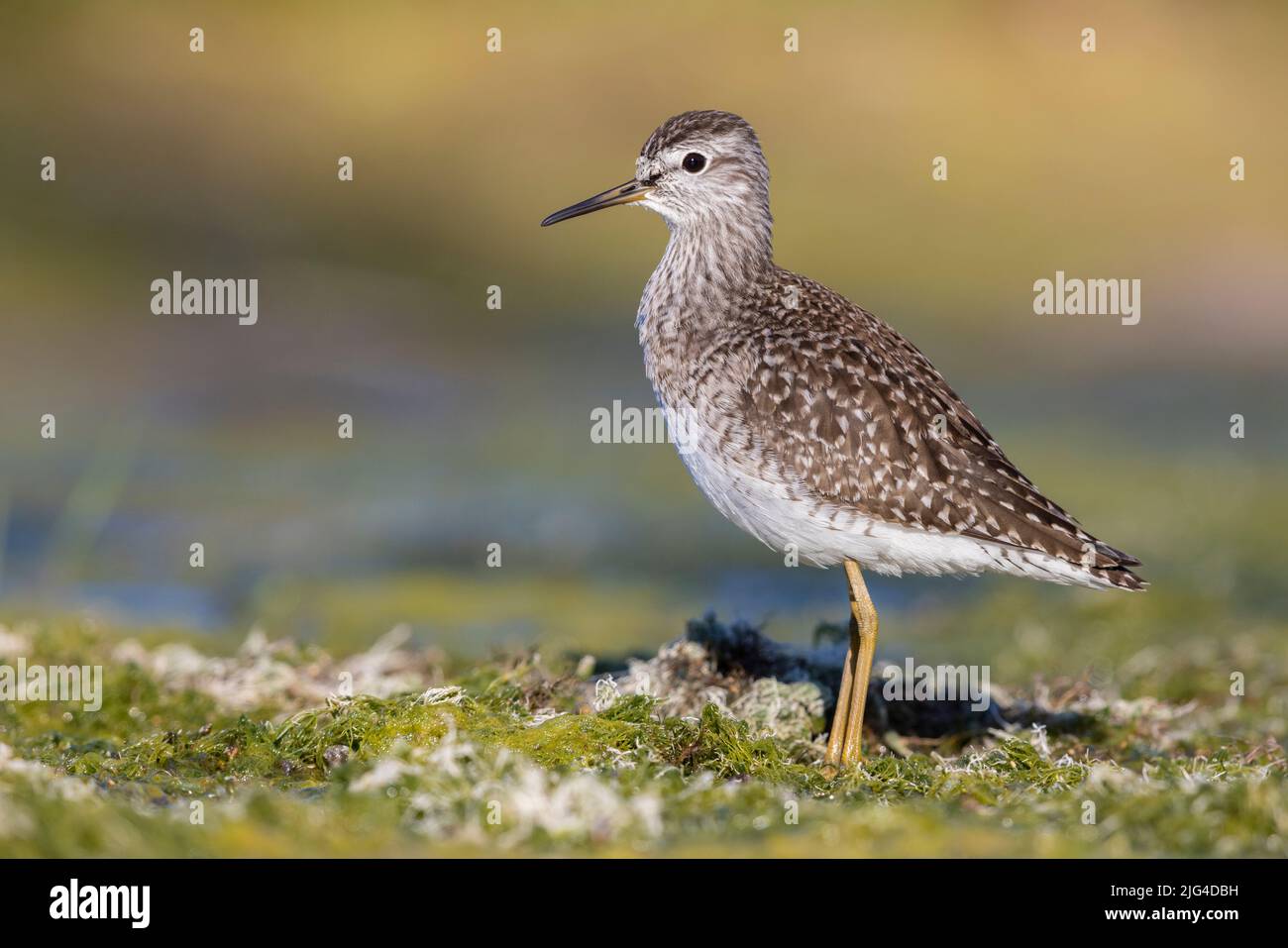Wood Sandpiper (Tringa glareola), side view of an adult standing on the ground, Campania, Italy Stock Photo