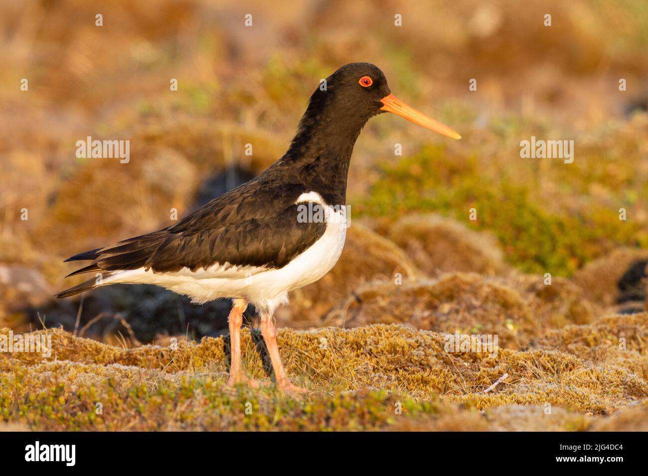 Eurasian Oystercatcher (Haematopus ostralegus), side view of an adult standing on the ground, Southern Region, Iceland Stock Photo