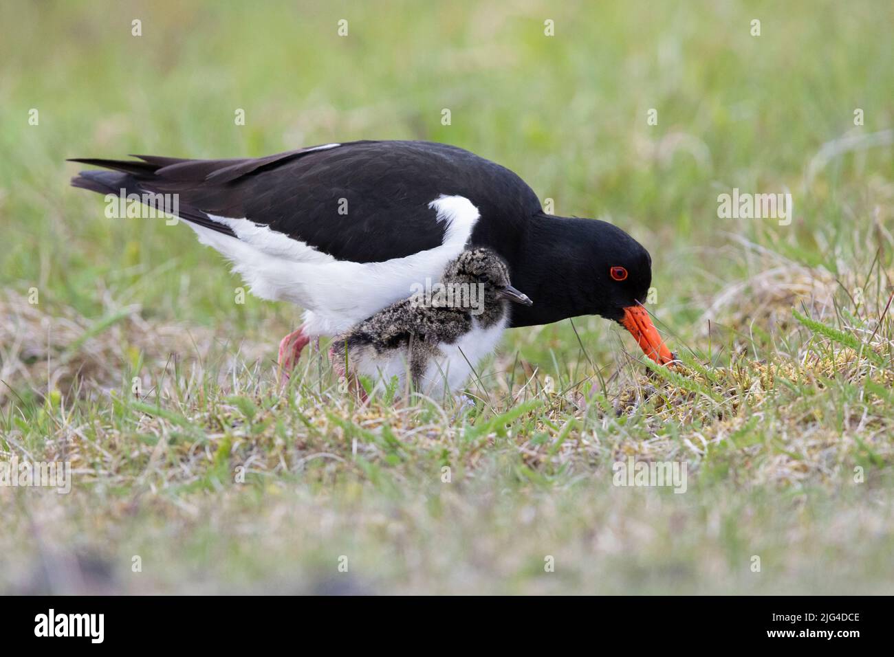 Eurasian Oystercatcher (Haematopus ostralegus), side view of an adult looking for food attended by a chick, Southern Region, Iceland Stock Photo