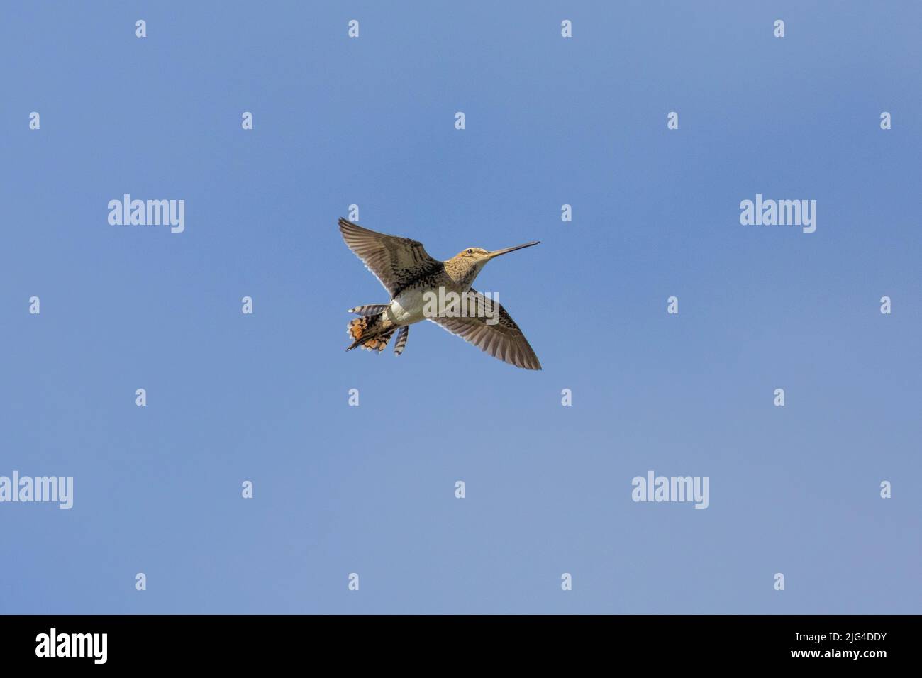 Common Snipe (Gallinago gallinago faeroeensis), adult displaying in ...