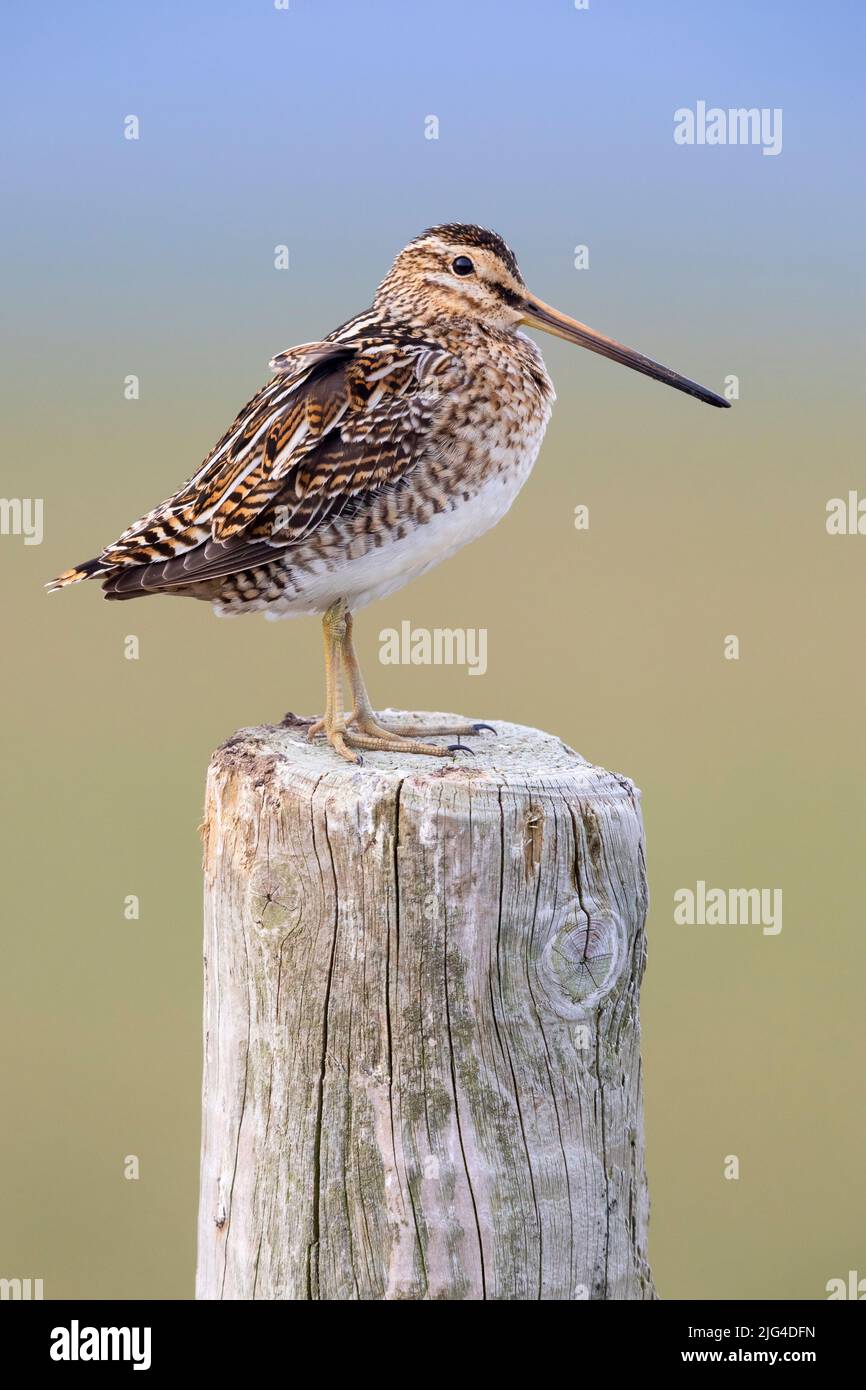 Common Snipe (Gallinago gallinago faeroeensis), side view of an adult standing on a fence post, Southern Region, Iceland Stock Photo