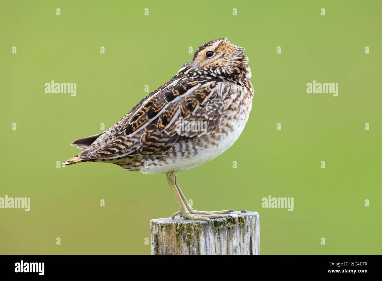 Common Snipe (Gallinago gallinago faeroeensis), side view of an adult sleeping on a fence post, Southern Region, Iceland Stock Photo