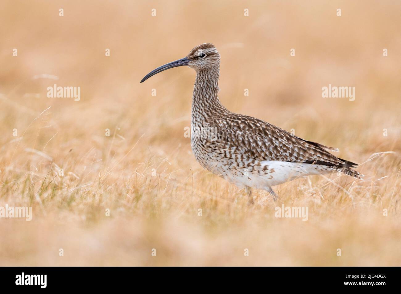 Eurasian Whimbrel (Numenius phaeopus), side view of an adult standing on the ground, Western Region, Iceland Stock Photo