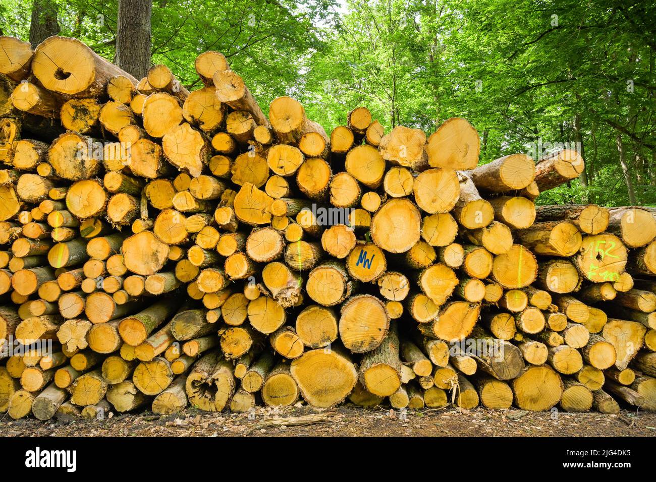 Holzstapel, Stadtwald, Frankfurt am Main, Hessen, Deutschland Stock Photo