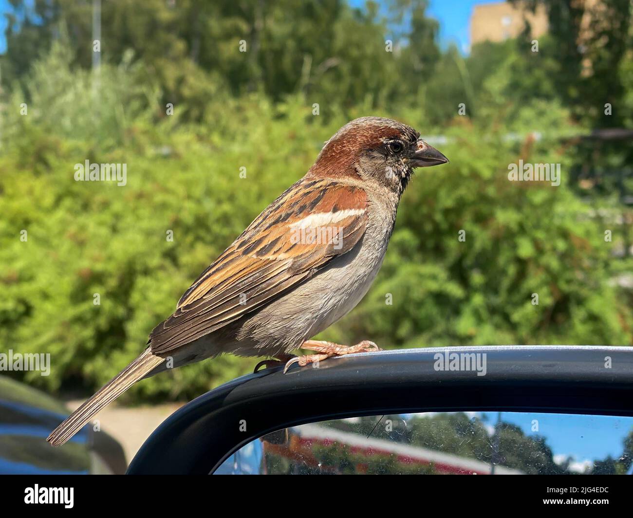 Sparrow bird sits on the car mirror. Urban birds. Sparrows in the city