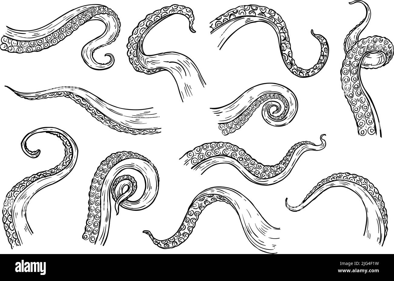 Octopus tentacles engraving. Hand drawn tentacle of underwater squid animal, sketch kraken or Cthulhu arms with sucker rings Stock Vector