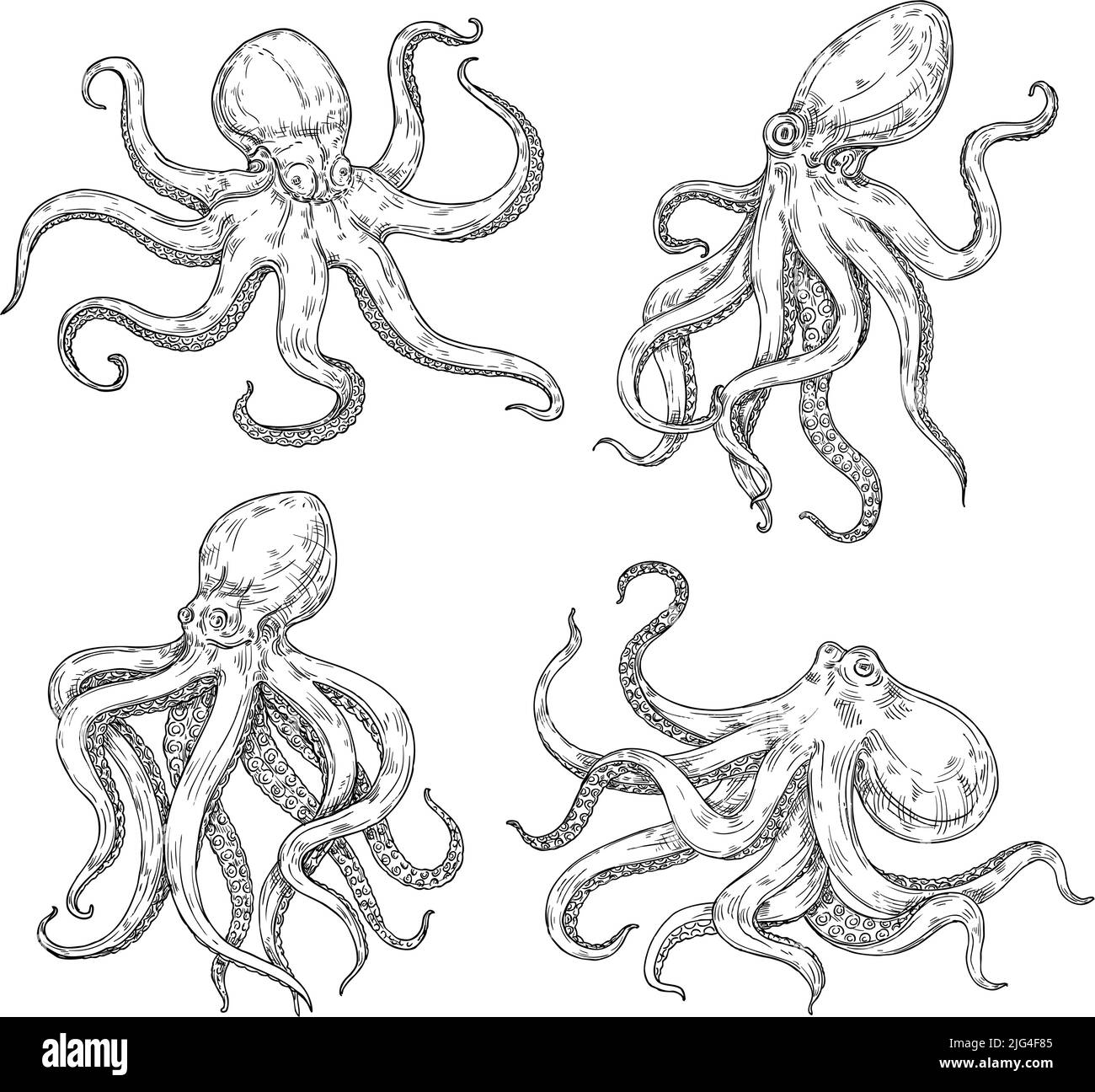 Sketch octopuses. Hand drawn squid animal, octopus with tentacles, underwater creature tattoo vector illustration Stock Vector