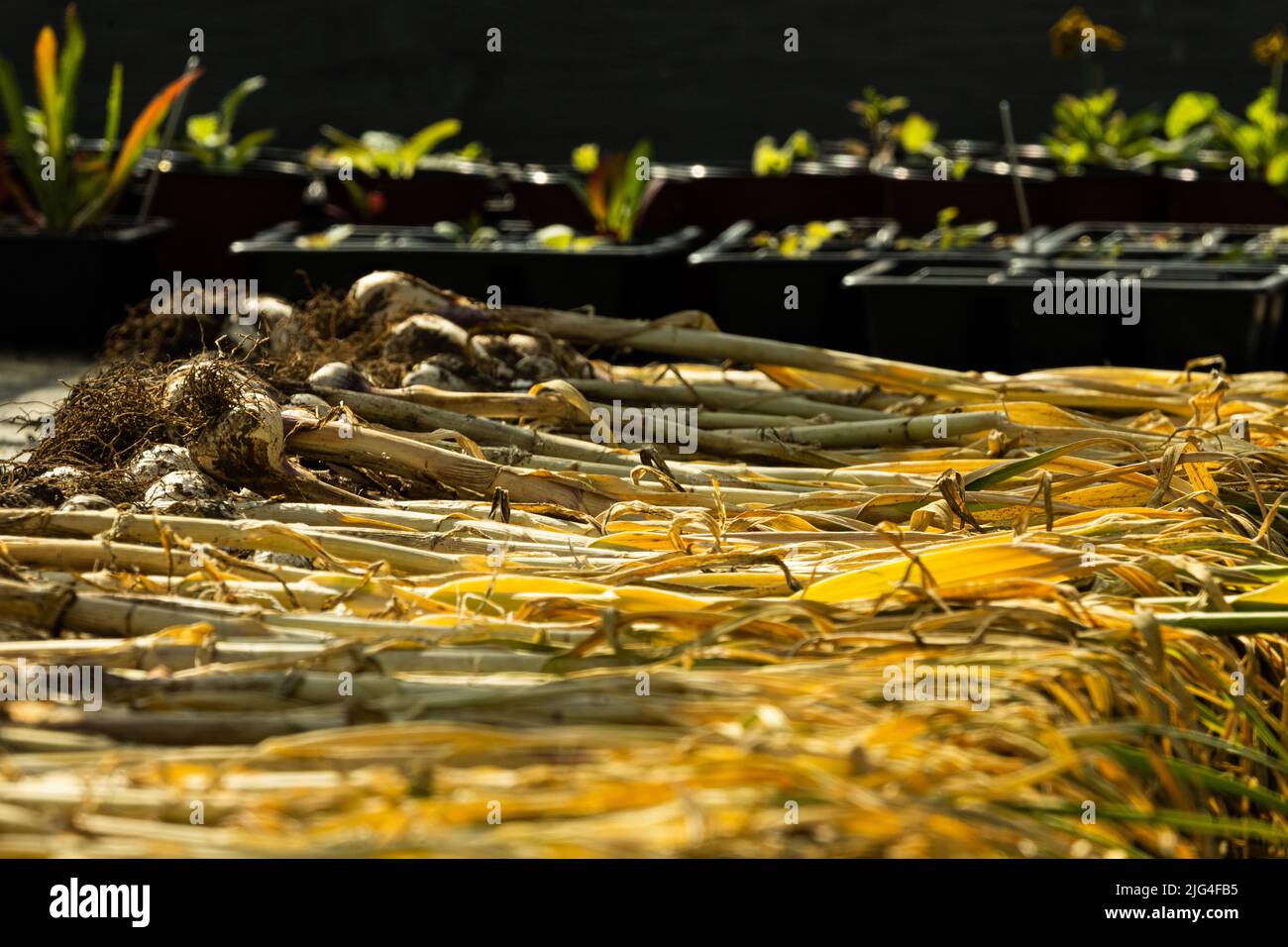 Garlic, Allium sativu, bulbs drying out in a greenhouse, Stackpole