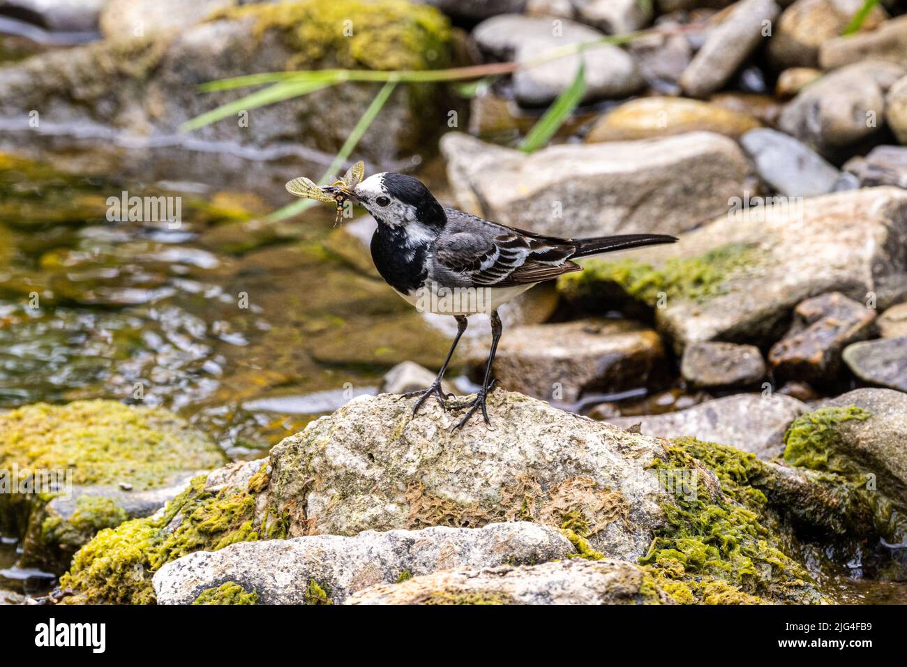 Pied Wagtail, Motacilla alba, having caught a fly in a meadow stream at the Colby Woodland Garden, Amroth, Pembrokeshire, West Wales, UK Stock Photo