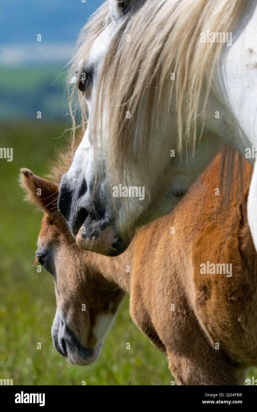 Welsh mountain pony and foal, Preseli Mountains, Pembrokeshire, Wales, UK Stock Photo