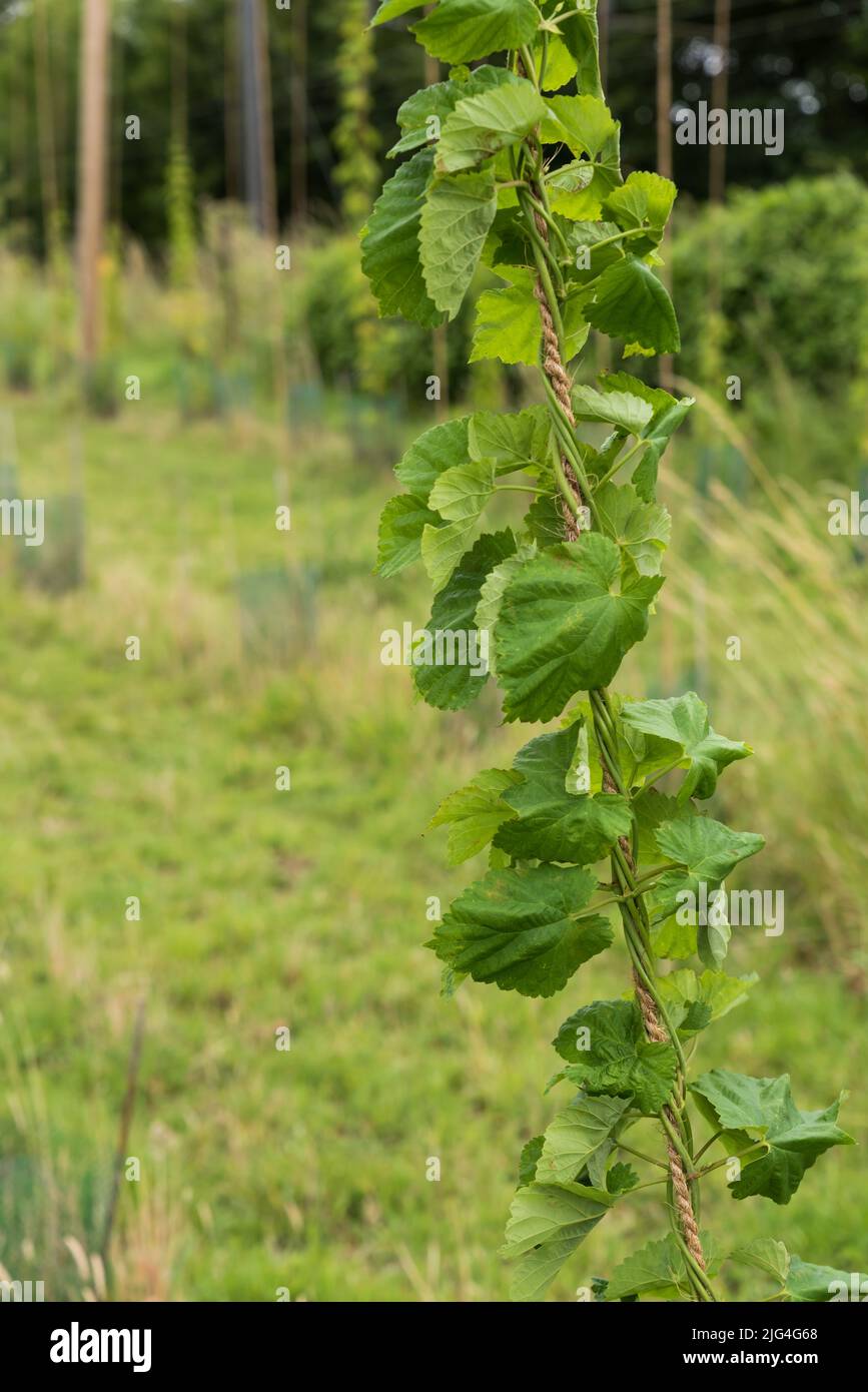 Humulus lupulus fields with hop plants at the Ganshoren country side, Belgium Stock Photo