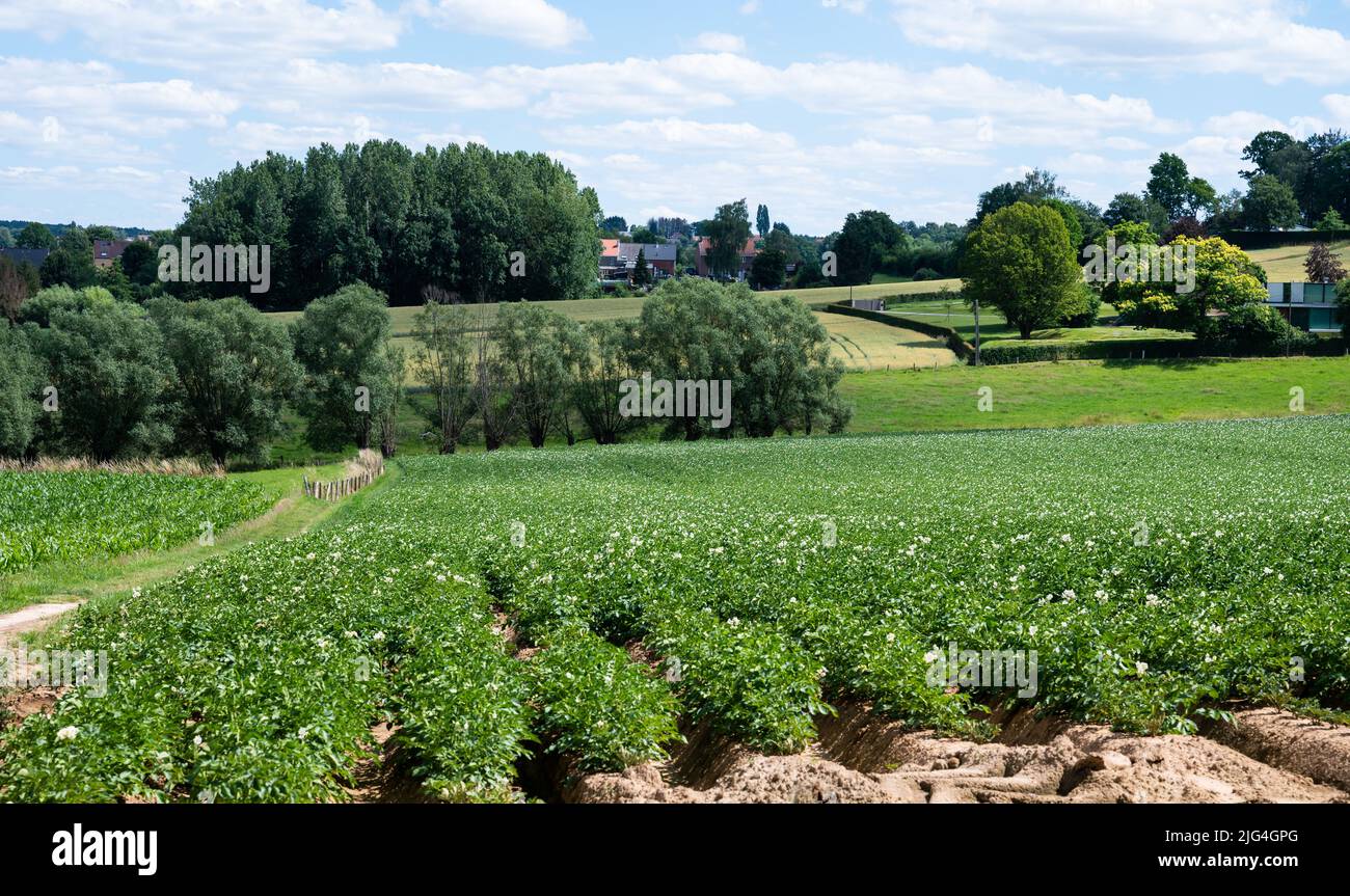 Agriculture field with greens and brown soil around Beersel, Belgium Stock Photo