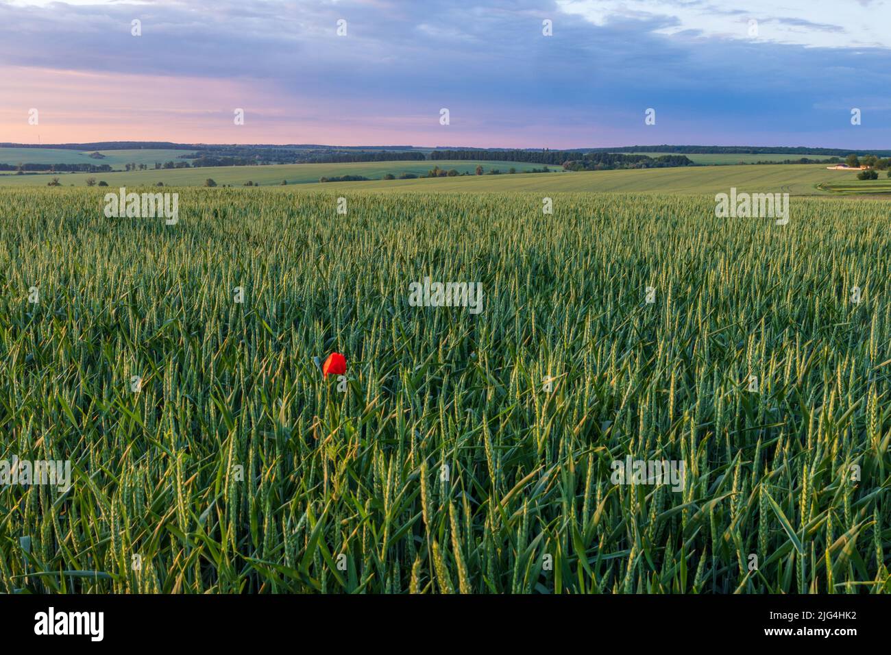 Landscape view of green fields with wheat in Ukraine Stock Photo