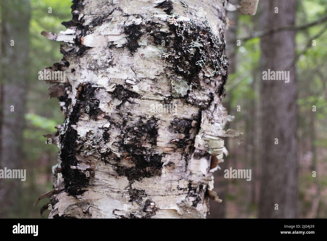 Peeling bark on Birch Tree Stock Photo