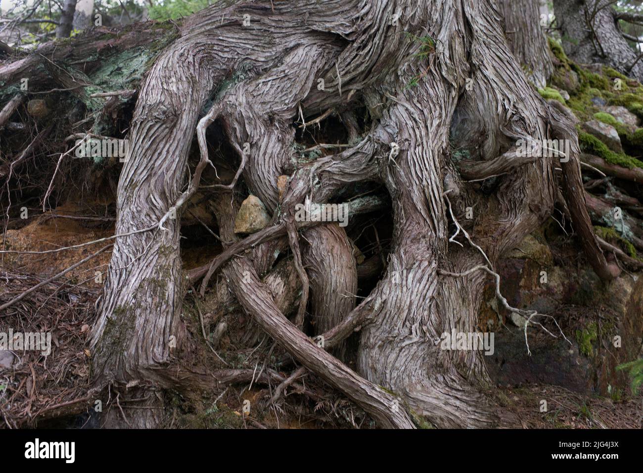 Gnarled Tree Trunk and Roots Stock Photo