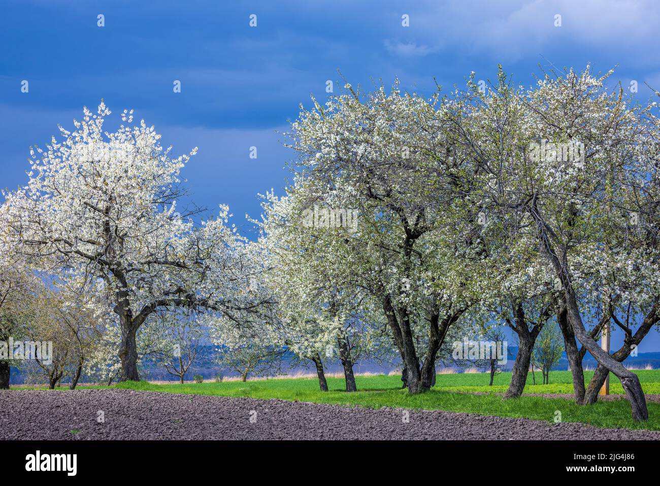 Blooming cherry trees in early spring against a dark blue stormy sky Stock Photo