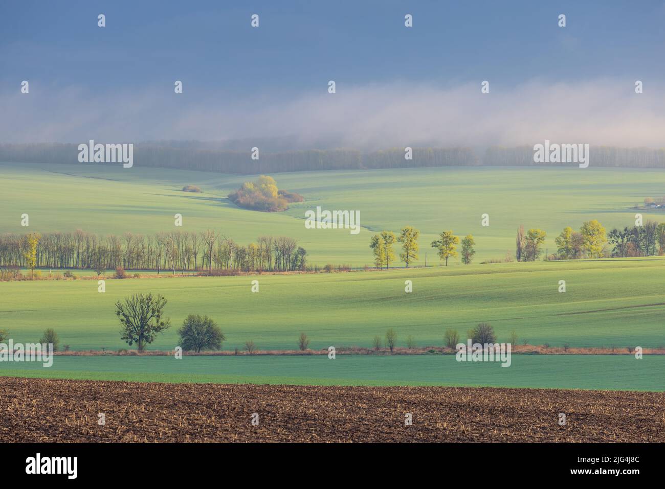 Landscape view to green fields of wheat and rolling hills on Spring Stock Photo