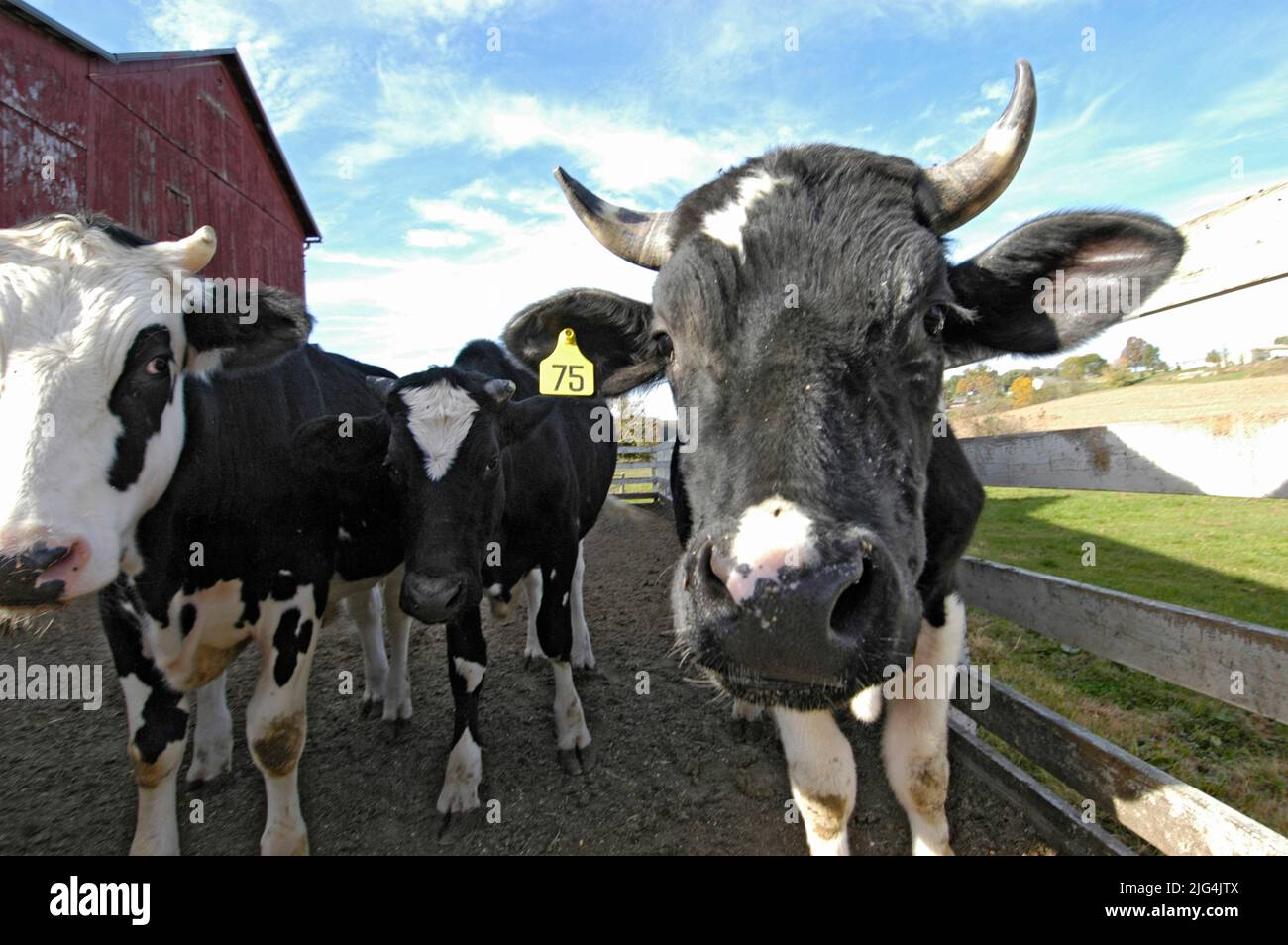 Dairy cow with ear tag on Amish Farm in Ohio Stock Photo Alamy
