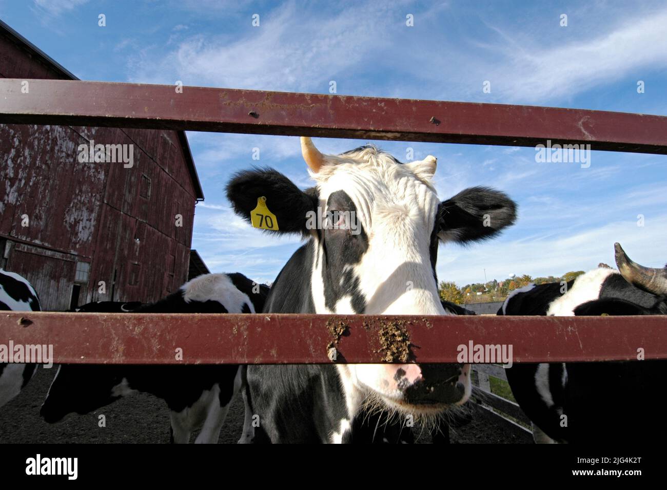 Dairy cow with ear tag on Amish Farm in Ohio Stock Photo Alamy