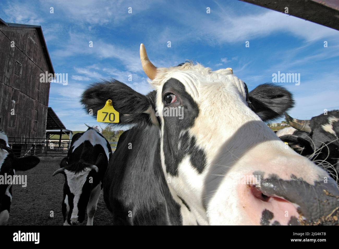 Dairy cow with ear tag on Amish Farm in Ohio Stock Photo Alamy