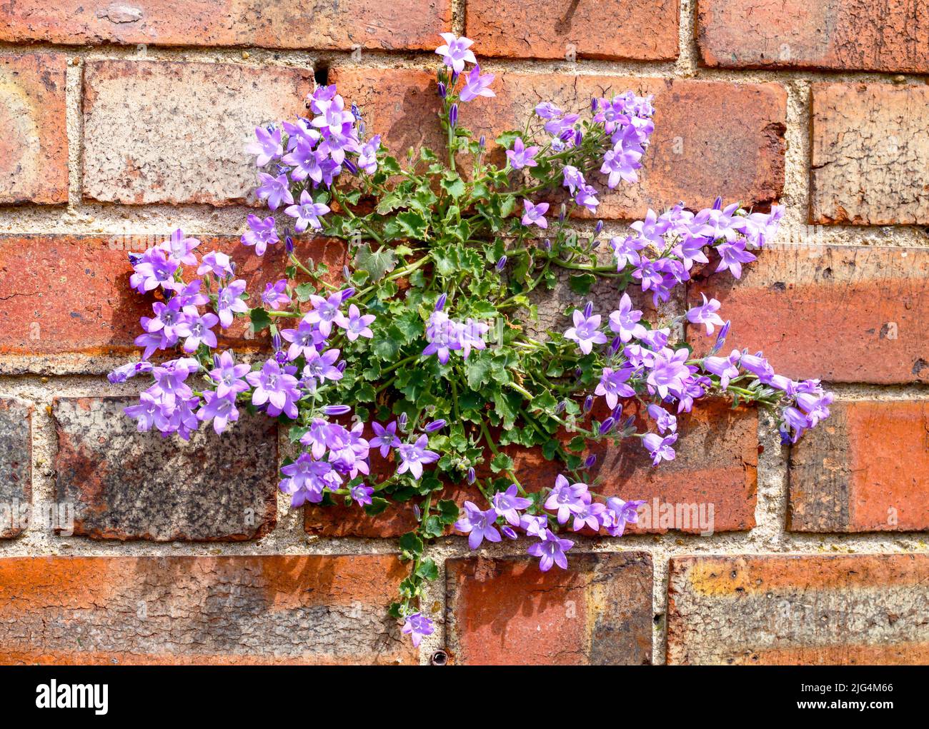 Dalmatian bellflower growing out of a brick wall, Stock Photo