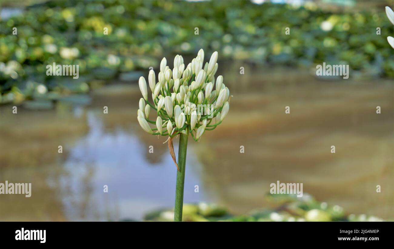 Beautiful flower of Agapanthus africanus also known as lily of the nile, African, blue lily etc. Stock Photo