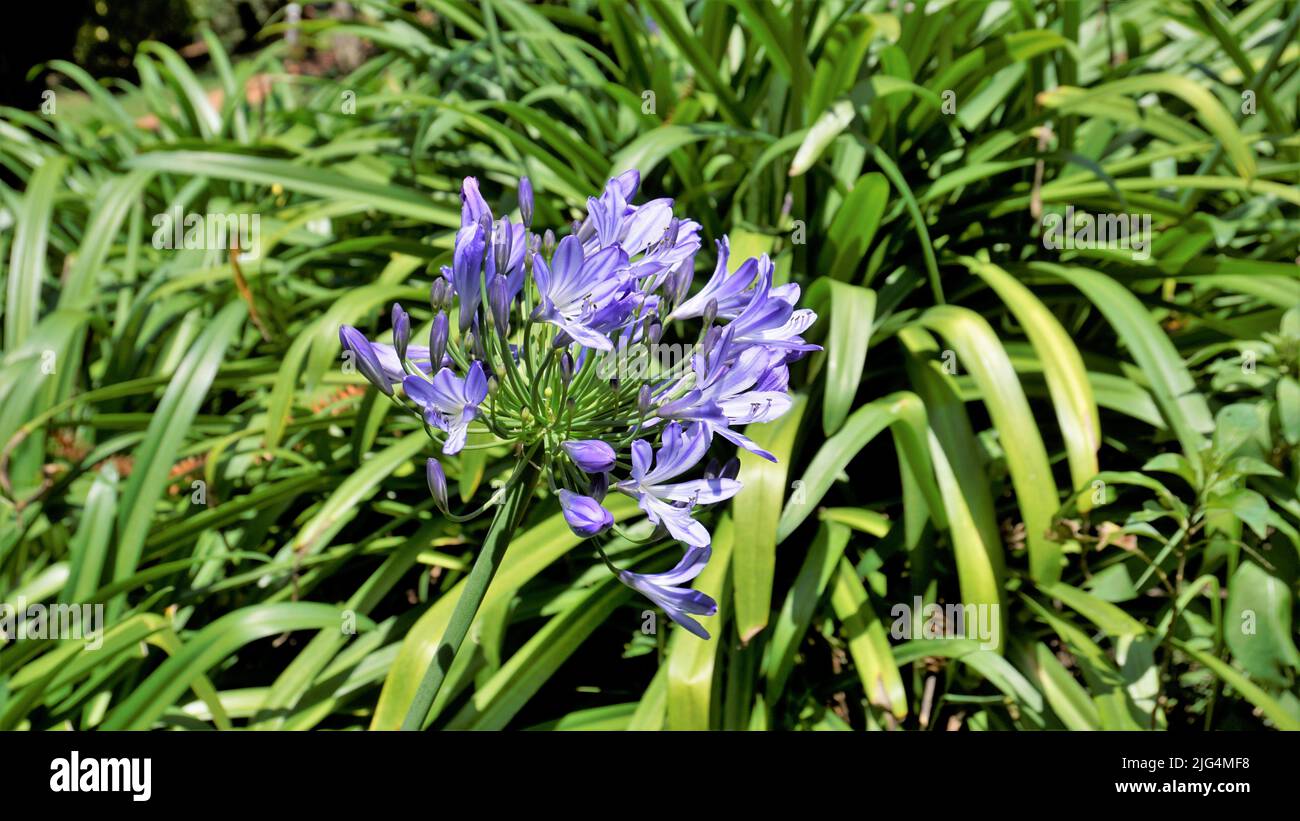 Beautiful flower of Agapanthus africanus also known as lily of the nile, African, blue lily etc. Stock Photo