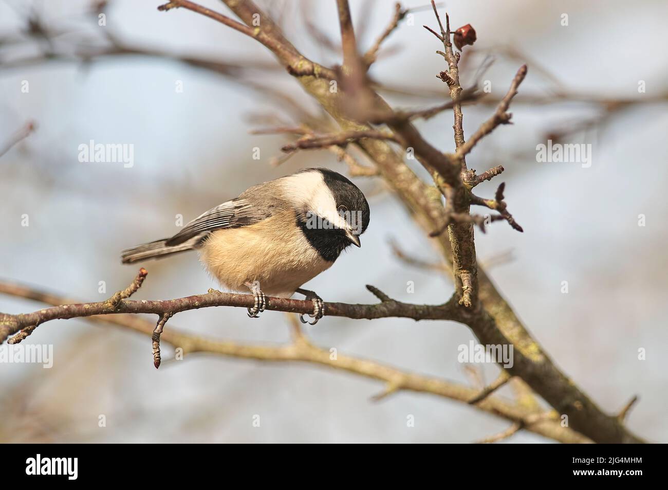 Curious Black-capped Chickadee perched on a bare branch in late winter (Poecile atricapillus). British Columbia, Canada. Stock Photo
