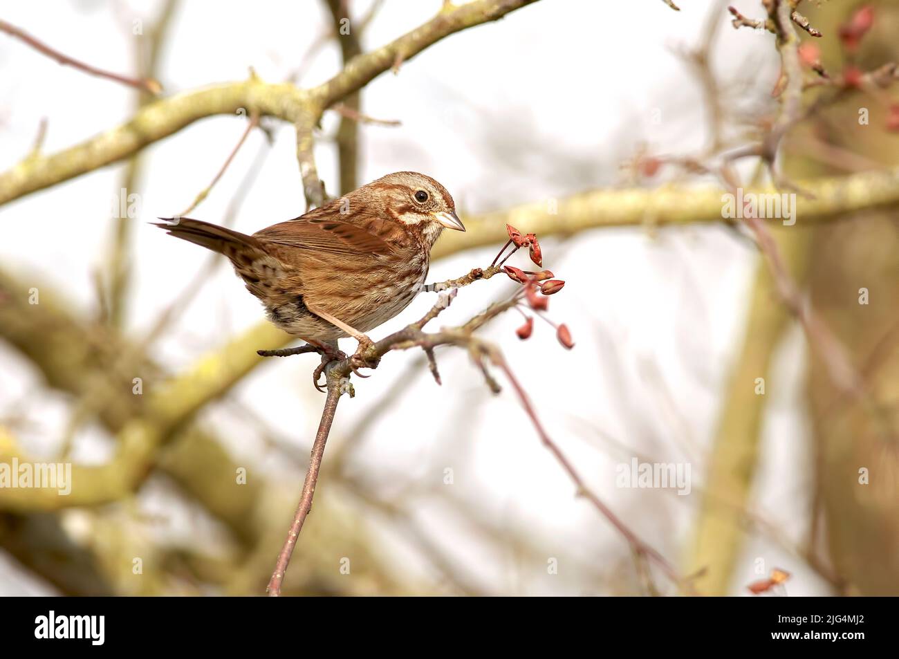 A Song Sparrow (Melospiza melodia) perched on a bare branch in late winter. British Columbia, Canada. Stock Photo