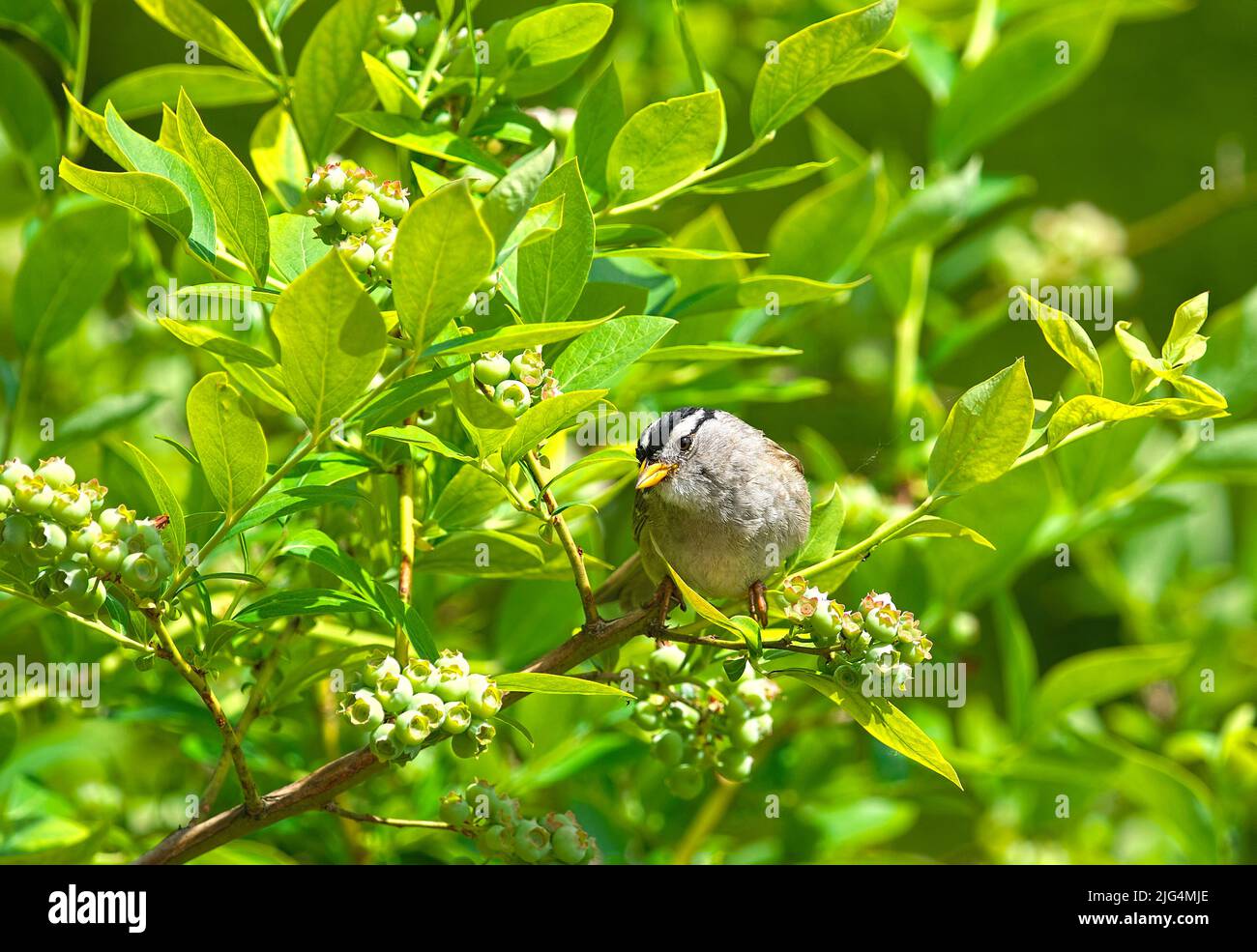 A White-crowned Sparrow (Zonotrichia leucophrys) perched on a blueberry branch with ripening berries.  British Columbia, Canada. Stock Photo