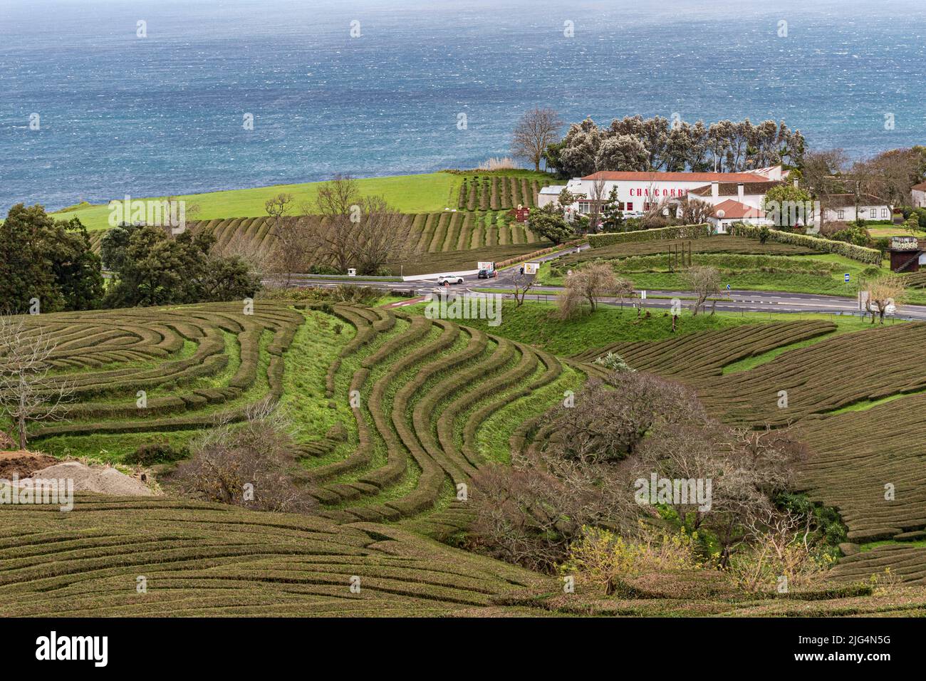 Tea plantation in Sao Miguel island. Azores, Portugal Stock Photo
