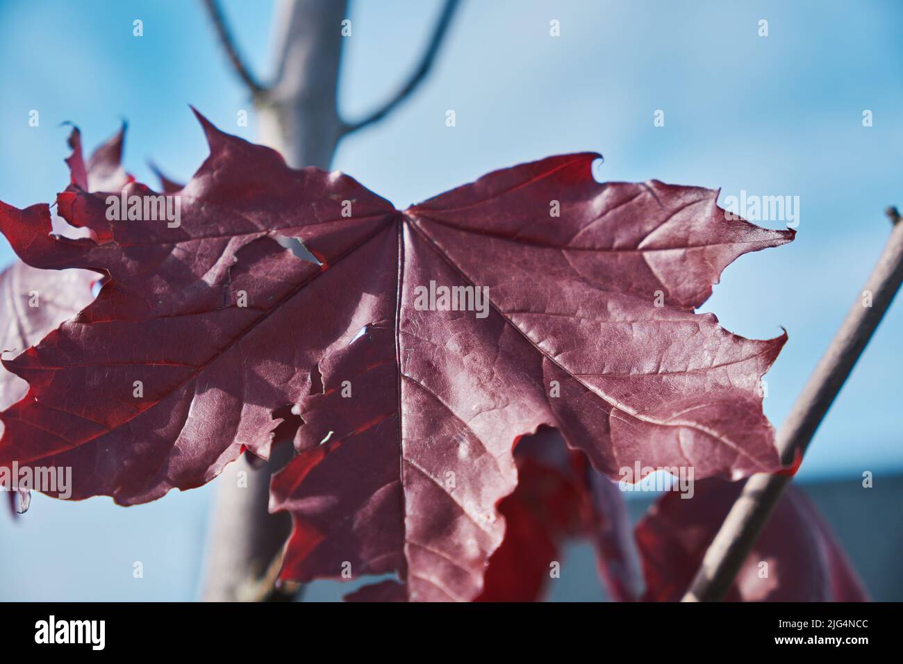 Palmate pattern hi-res stock photography and images - Alamy