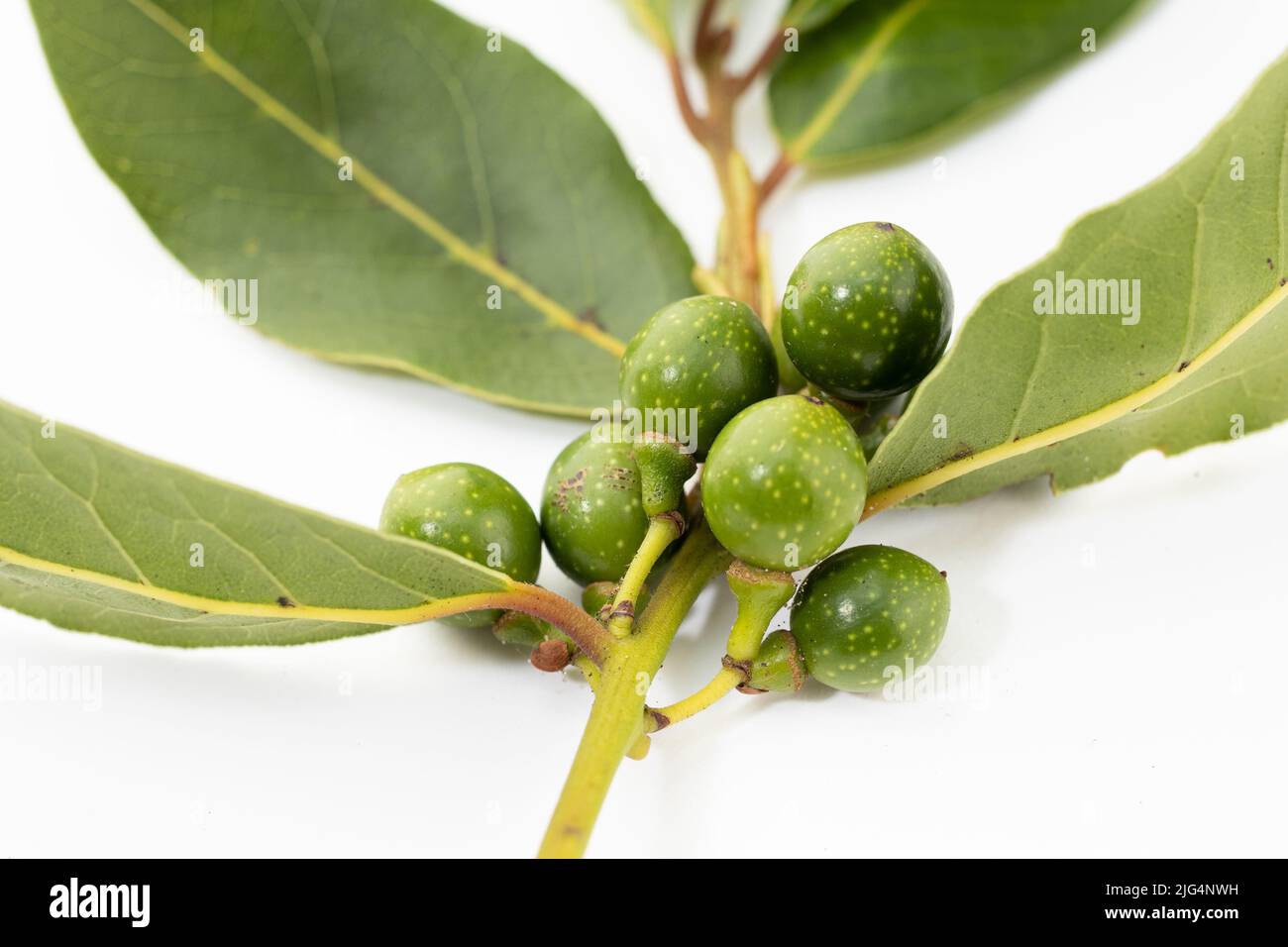 Close up of Bay laurel seeds on fresh twig on white background. Laurus nobilis Stock Photo