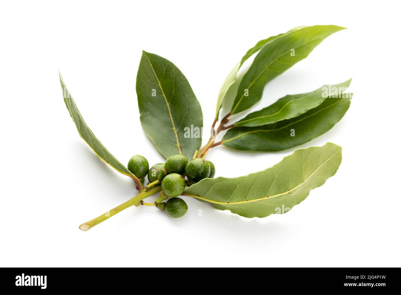Fresh bay laurel twig with seeds isolated on white background. Laurus nobilis Stock Photo