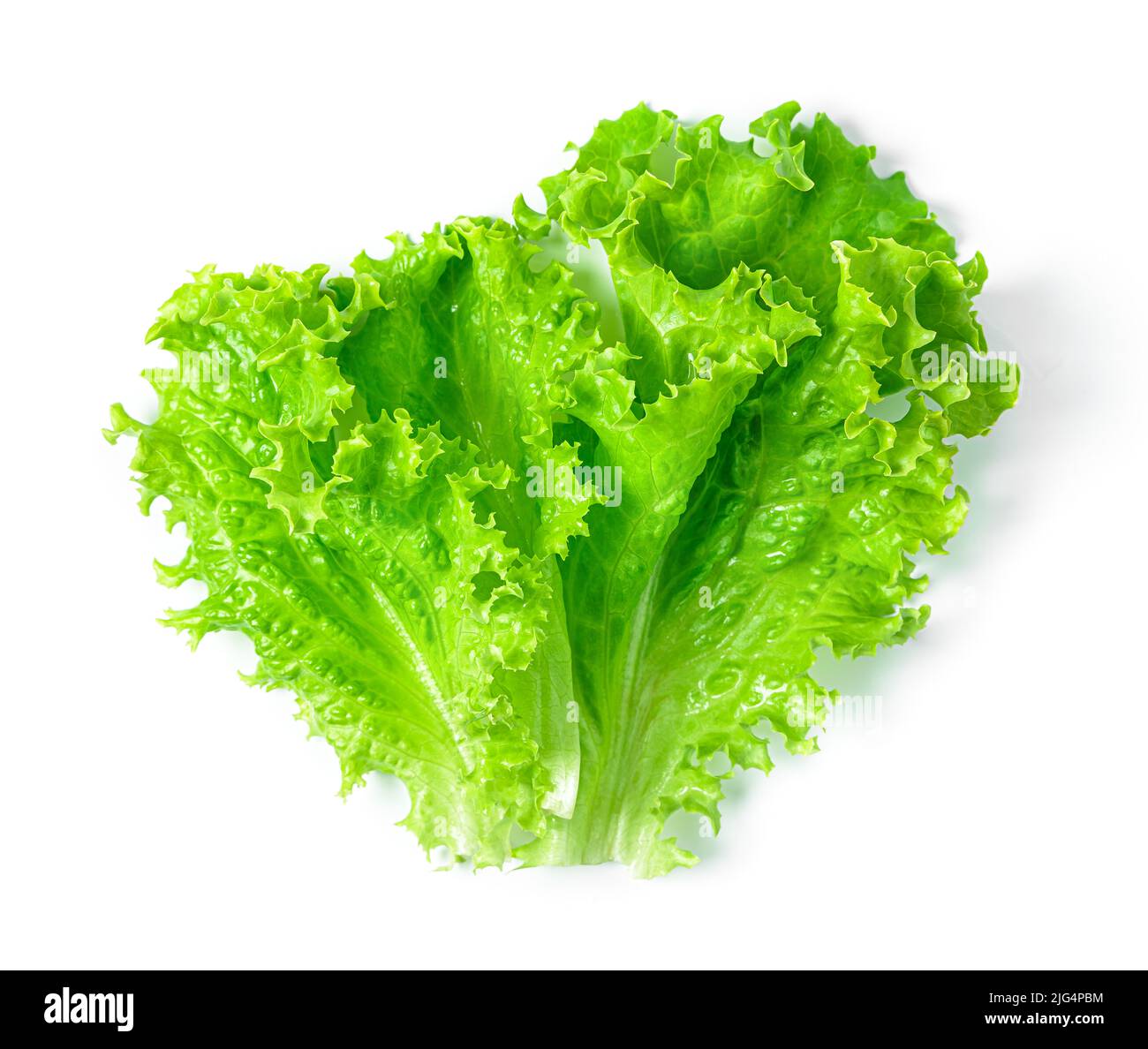 Lettuce isolated on a white background. Fresh lettuce Stock Photo