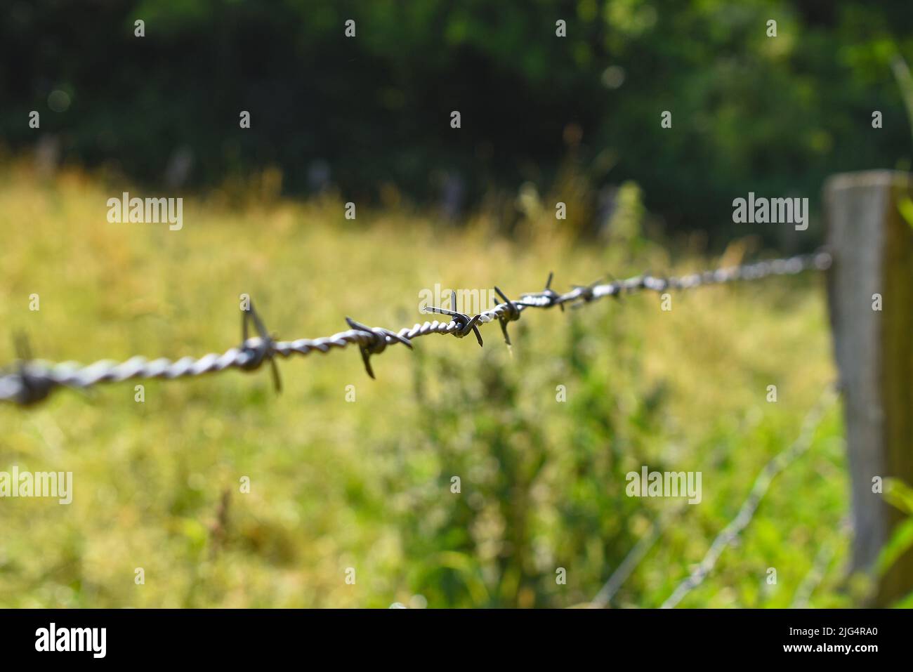 Barbed wire fence around a pasture for animals, cattle Stock Photo