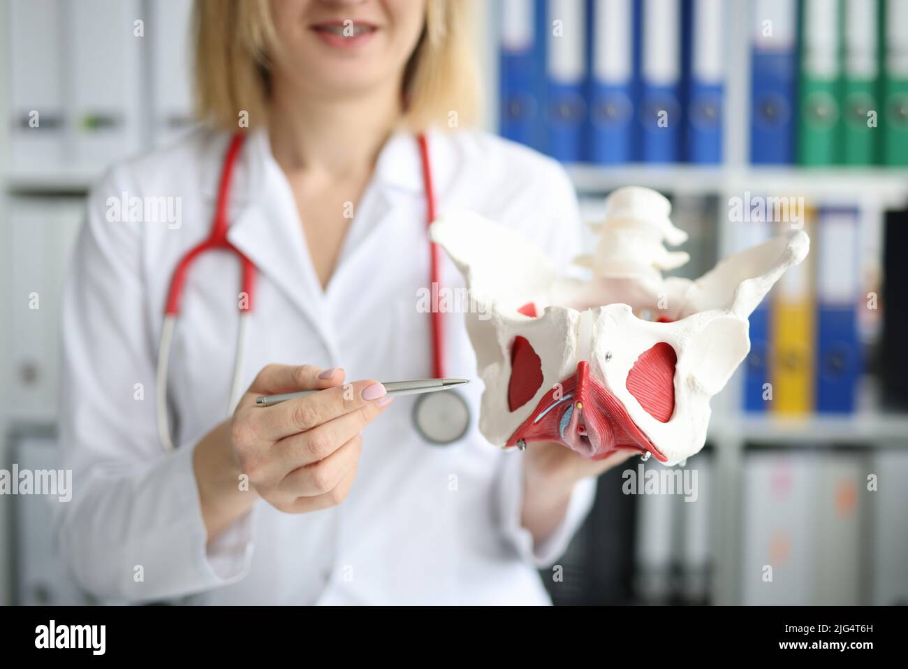 Doctor model of the anatomy of hip joint in clinic Stock Photo