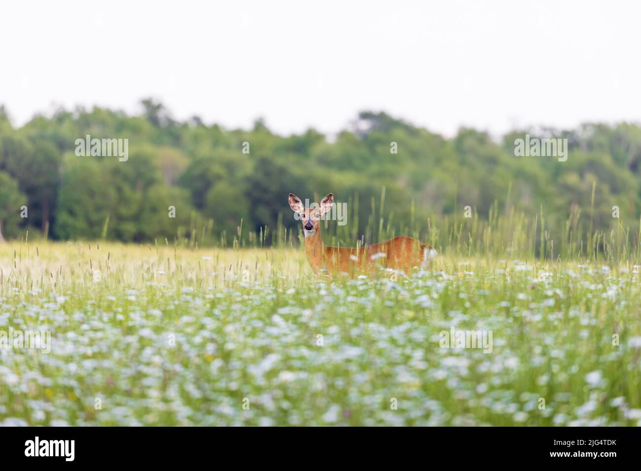 White-tailed doe standing in a field of daisies. Stock Photo