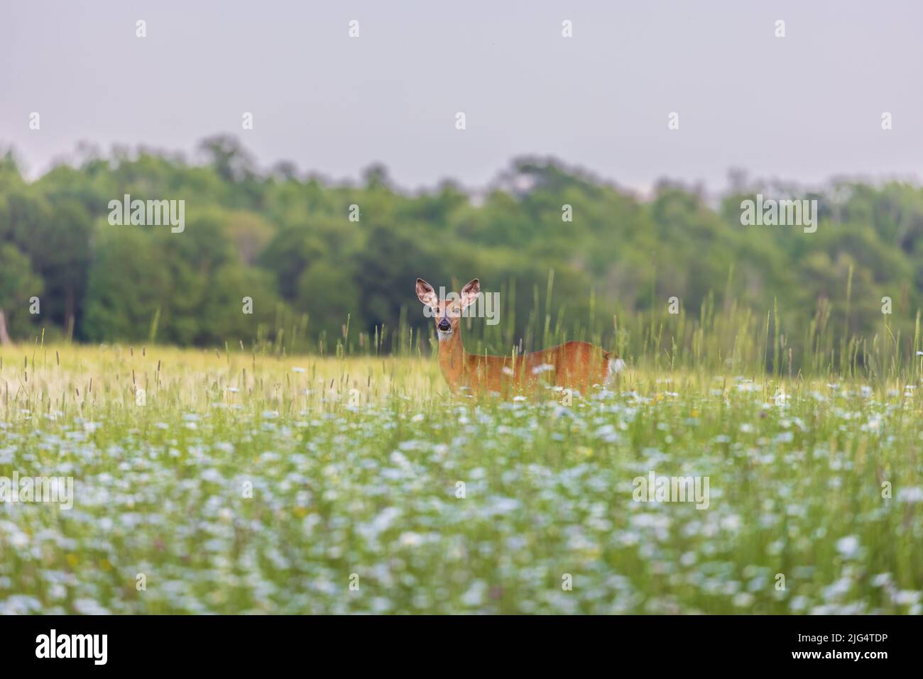 White-tailed doe standing in a field of daisies. Stock Photo