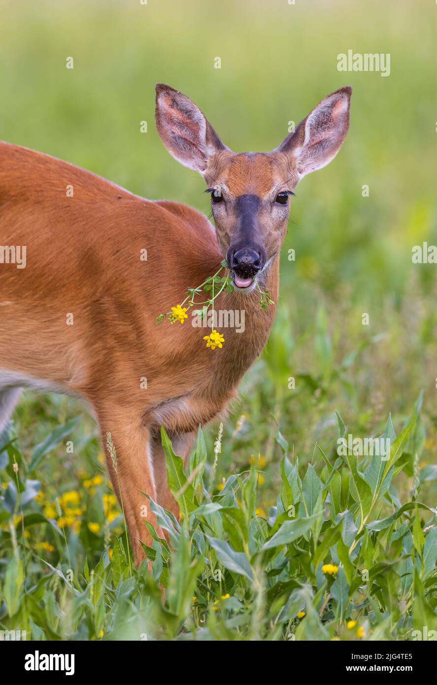 White-tailed doe eating birdsfoot trefoil in a northern Wisconsin meadow. Stock Photo