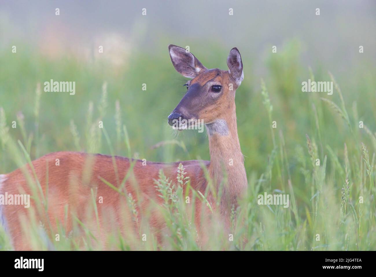 White-tailed doe standing in the early evening mist. Stock Photo