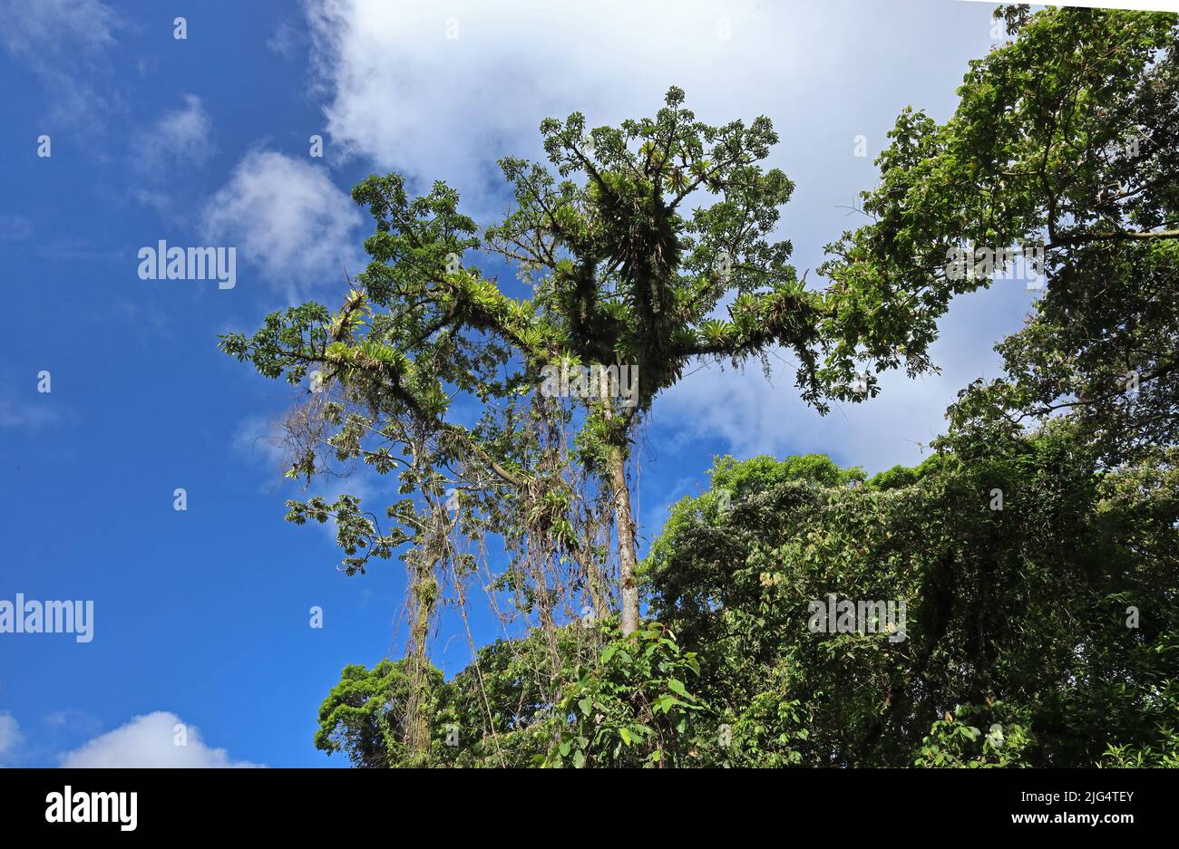 large tree in rainforest with epiphytes growing on it Costa Rica,                  March Stock Photo