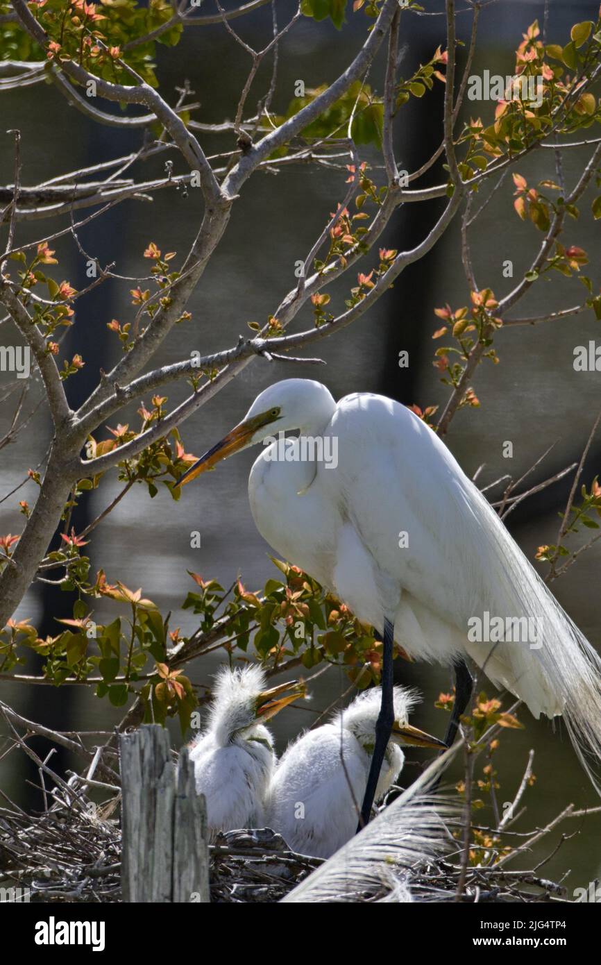 Great egret chicks in nest with protective parent against branches, green, and orange natural background Stock Photo