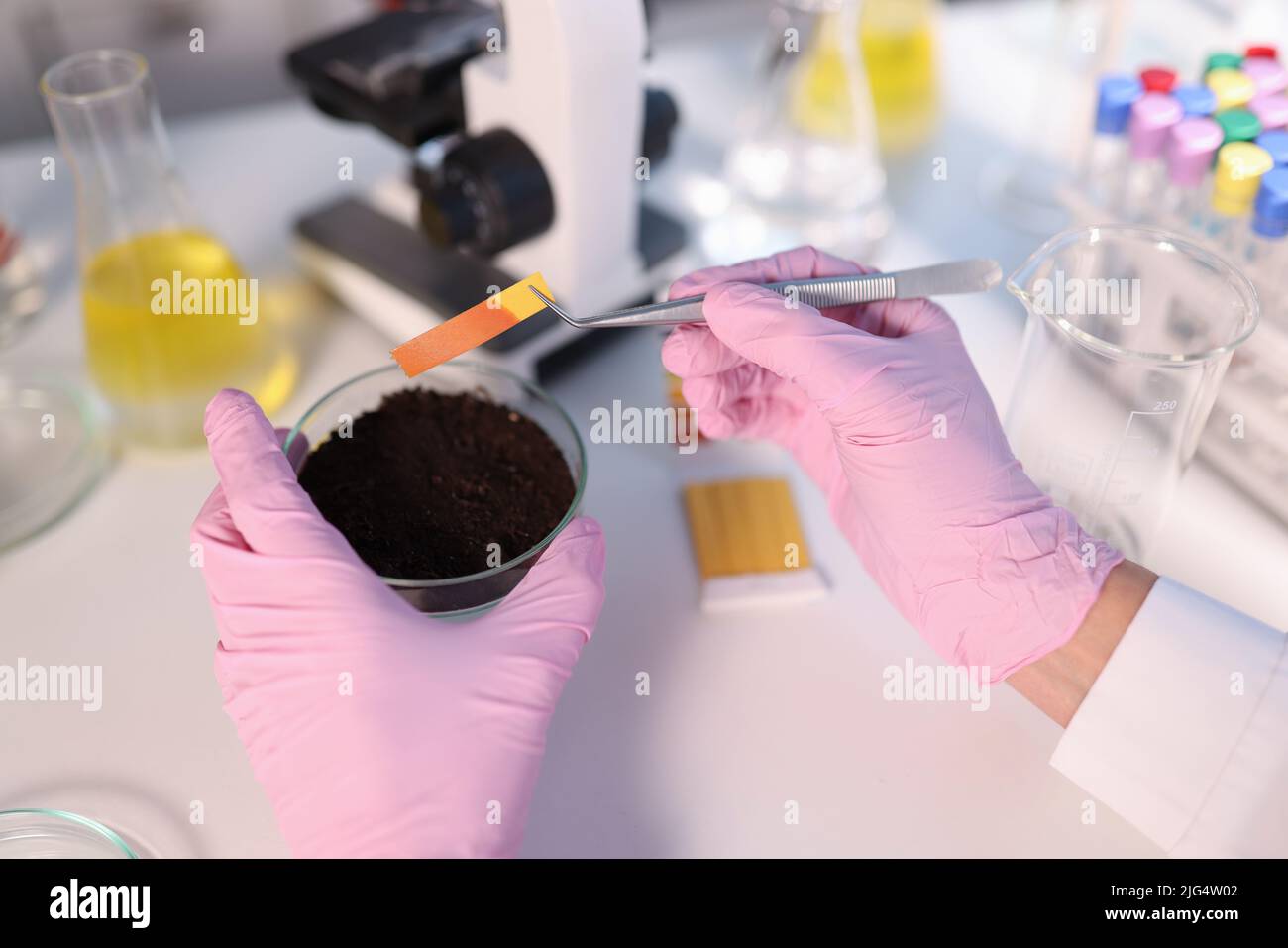 Laboratory analysis of soil. Scientist measures pH of soil sample with litmus strips Stock Photo