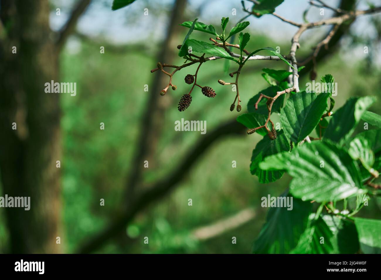 Spruce branch with fresh juicy sprouts pine cone and needles green Stock Photo