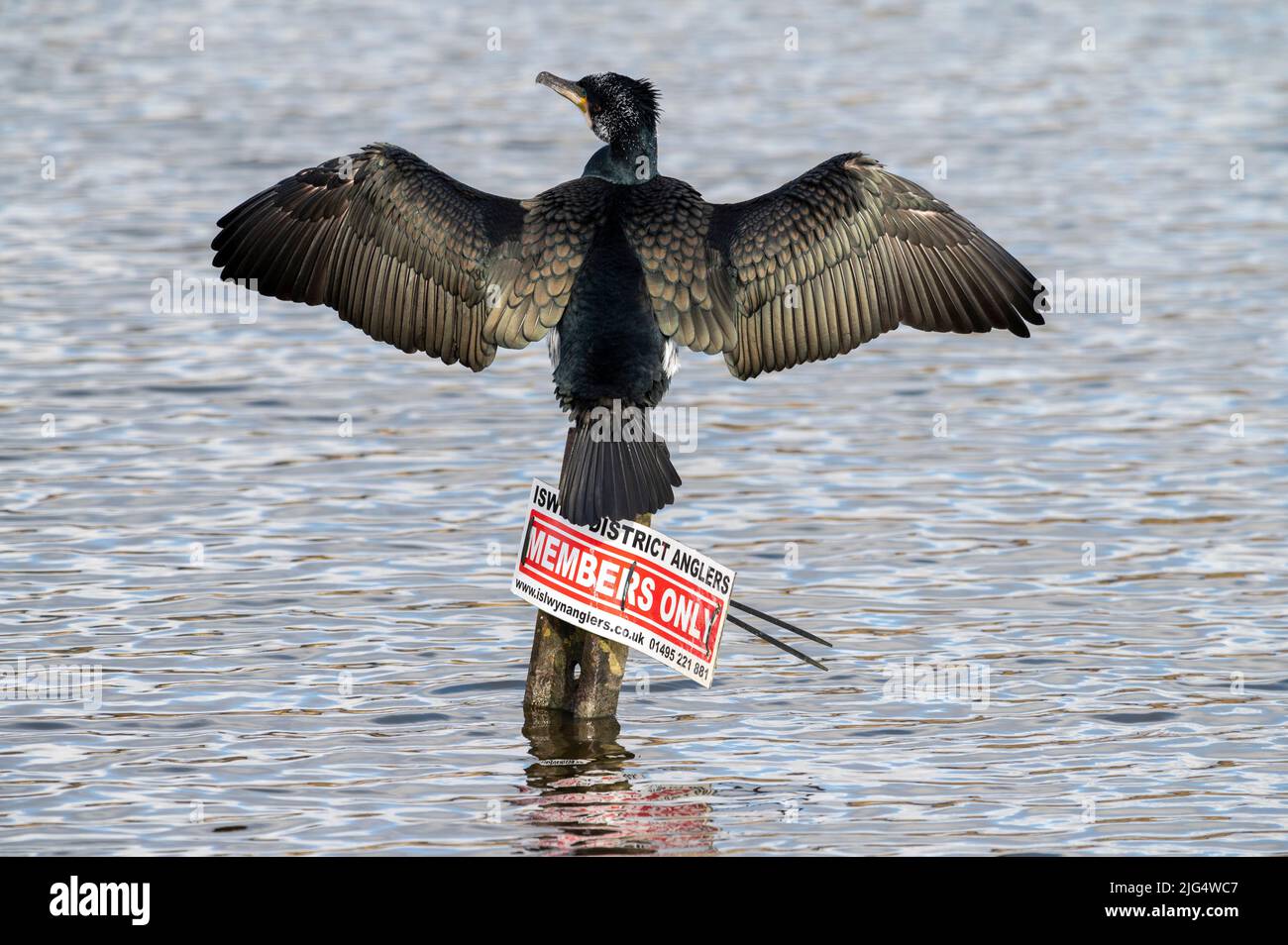 He’s probably the ponds most successful angler but I doubt he’s a member! A cormorant suns itself on the local angling club “Members Only” sign in the Stock Photo